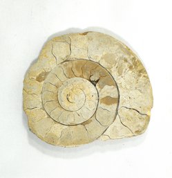 Limestone Ammonite Fossil Jurassic
