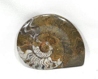 Ammonite (Cleoniceras) Fossil