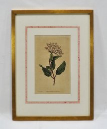 James Sowerby (1756 - 1822) Original 1787 Botanical Engraving