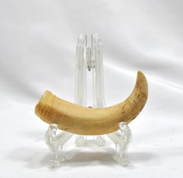 Antique 19th C. Whale Tooth