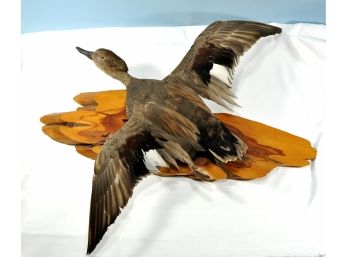 Vintage Taxidermy DUCK Flying Left Mounted