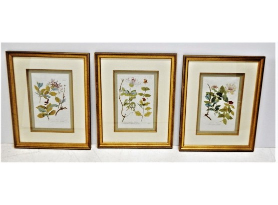 Three Antique Framed Botanical Etchings