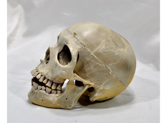 Vintage Plastic Skull Doctor's Model