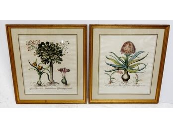 Pair Large Ediz P. V.  Antique Botanical Engravings