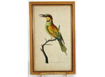 Original Antique Frederick NODDER 18th Century Bird Engraving