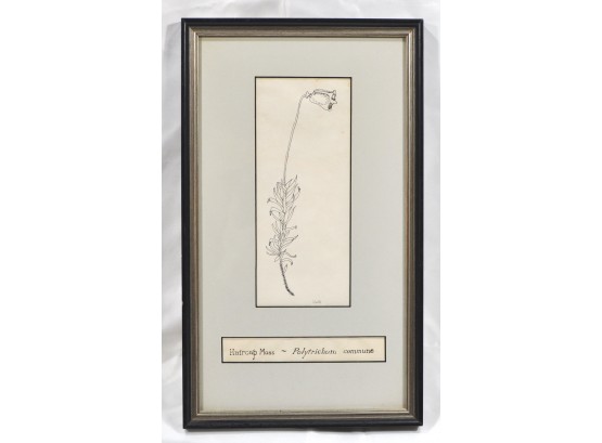 Vintage Framed Botanical Print