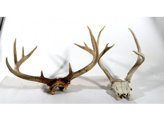 Two Sets Genuine Deer Antlers