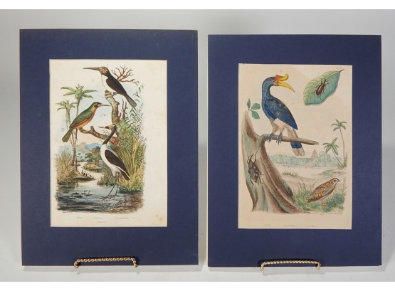 Set 2 Antique 1840 French Colored Engravings- Birds