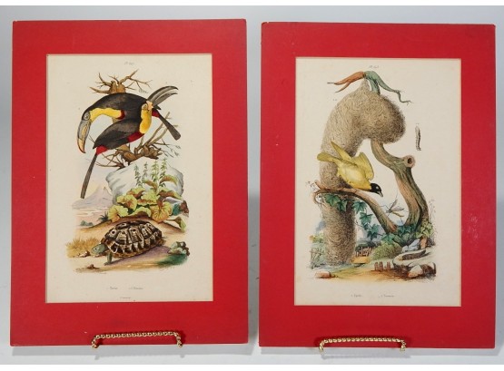 Set 2 Antique 1840 French Colored Engravings- Birds, Turtle