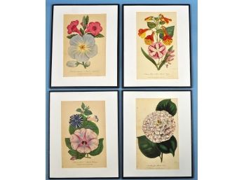 Set 4 Antique 1843 Botanical Engravings By D. HAYES