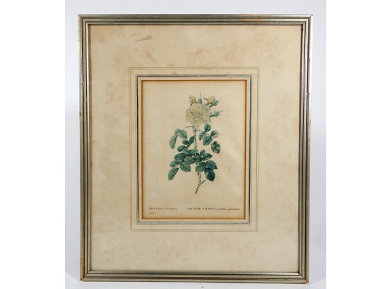 19th Century Botanical Print