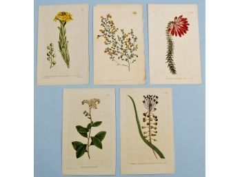 Original William CURTIS (1746-1799)- Set 5 Antique 1790 Botanical Engravings