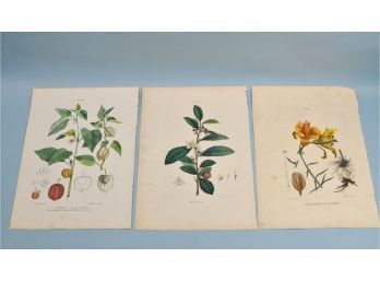 Set 3 Original Raimondo PETRAROJA (XIX) Botanical Prints With Seals