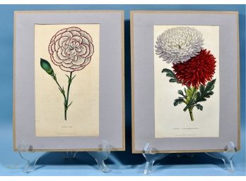 Pair Original 1843 Botanical Engravings