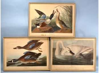 Set 3 J. J. Audubon 1836 Duck Prints