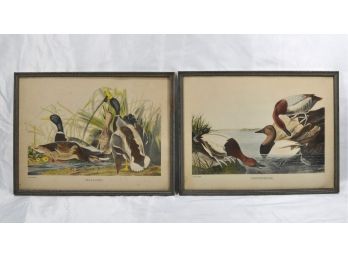 John Woodhouse AUDUBON (1812 - 1862) Pair Antique Duck Prints
