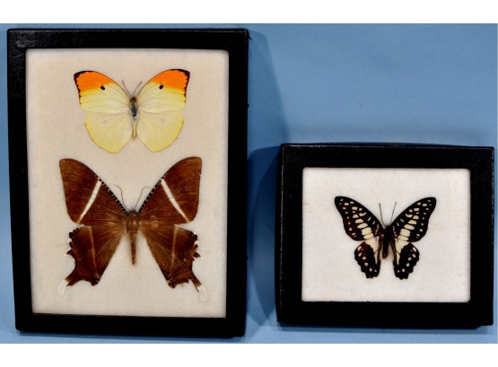 Lot 2 Vintage Butterfly Taxidermy Mid 1960s