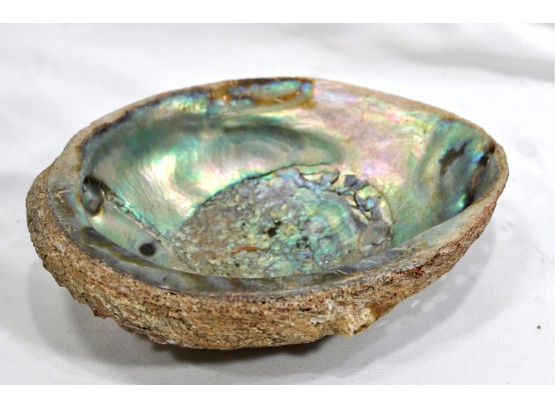 Large Real Abalone Shell Smudging Bowl Seashell Incense Burner