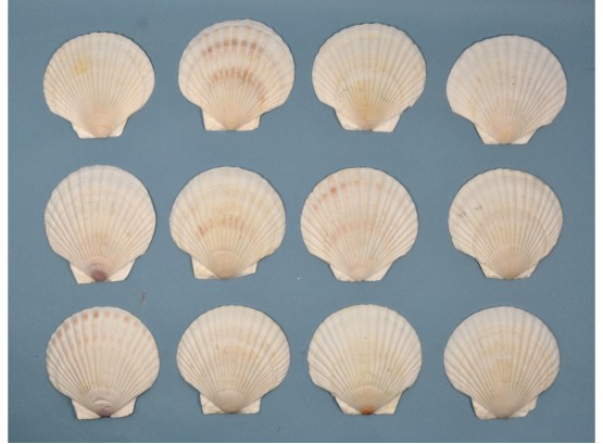 Set 12 Large Natural Shell Plates