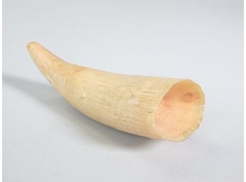 Real Whale Tooth