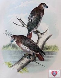 Superb Rendering ~ Red Tailed Hawks: 1888 Antique Lithographic Book Plate From 'The Birds Of North America'