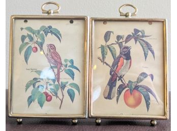 Vibrantly Colored Coheleach Birds Beautifully Framed Under Bubble Glass In Gold Painted Frame; 5' Tall Each