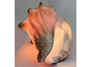 Gorgeously Colored Rare Large Natural Seychelle Conch Shell Lamp 9' Longest Measure