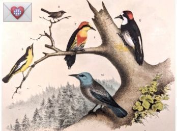 1888 Antique Lithographic Book Plate From 'The Birds Of North America' Colorful Birds Perched On Fallen Twigs