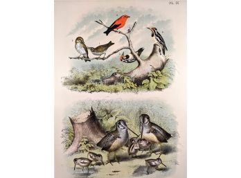 A Gathering Of Birds: Oversized 1888 Antique Double Lithographic Book Plate From 'The Birds Of North America'