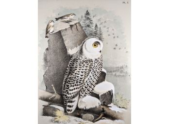 Snowy Owl Observing The Skyline: Oversized 1888 Antique Lithographic Book Plate: 'The Birds Of North America'
