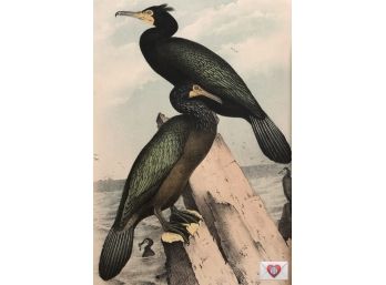 1888 Antique Lithographic Book Plate From 'The Birds Of North America' Townsend Cormorants Perched On Rocks