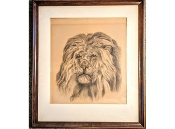 Vintage Framed Drawing Of Head Of Maned Lion