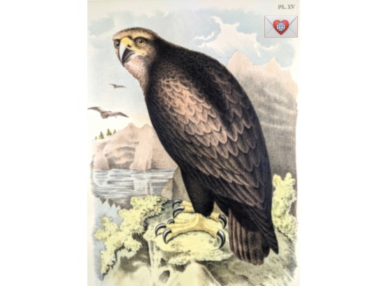 1888 Large Antique Lithographic Book Plate ~ Eagle-Eyed Sea Eagle From 'The Birds Of North America'