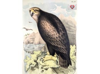 1888 Large Antique Lithographic Book Plate ~ Eagle-Eyed Sea Eagle From 'The Birds Of North America'