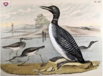 1888 Large Antique Lithographic Book Plate ~ Loons Collecting Shells By A River Bank From 'The Birds Of North