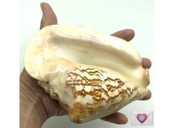 Fabulous Rare Large Natural Conch Shell