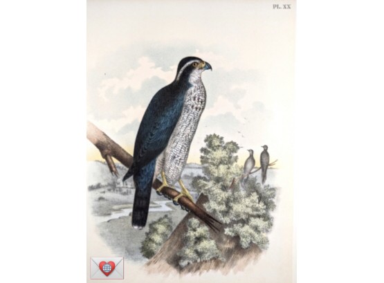 1888 Large Antique Lithographic Book Plate Black Cap Hawk Intently Surveying From 'The Birds Of North America'