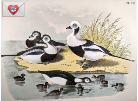 1888 Large Antique Lithographic Book Plate Long-Tailed Duck Family With Ducklings ~ The Birds Of North America