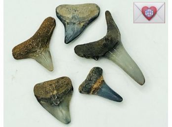 5 Real Shark Teeth