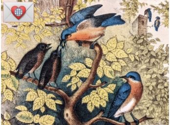 1888 Large Antique Lithographic Book Plate: Quintessential Blue Bird Family From 'The Birds Of North America'