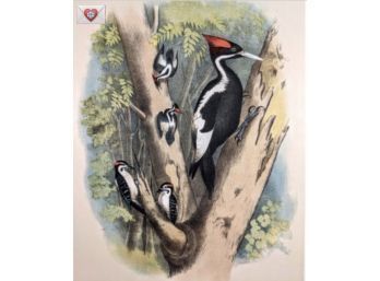 1888 Large Antique Lithographic Book Plate: Woodpeckers From 'The Birds Of North America'