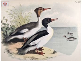 1888 Large Antique Lithographic Book Plate: A Mated Pair Of Goosanders From 'The Birds Of North America'