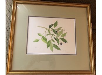 Lovely Signed Watercolor 'Low Bush Blueberry' By Heidi Lundy ~ Professionally Matted Framed