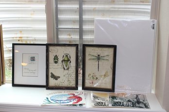 Large Lot Of Frames And Insect Pictures