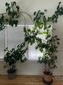 (2) 9 Foot House Plants With Vines (see Discription)
