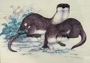 Vintage J. F. Landenberger Signed Limited Edition 125 750 River Romp Otters Wyoming Print In Frame
