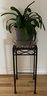 27.5 Inch Wrought Iron Plant Stand With Live Clivia Plant