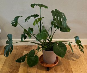 Live 34 Monstera Plant In Plastic Planter And Rolling Base