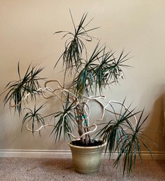 Live 66' Madagascar Dragon Tree In Pot