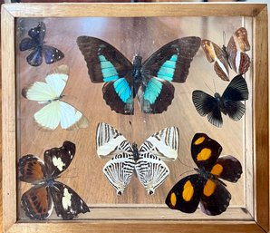 Glass Shadowbox Framed Butterfly Taxidermy - Blue Band Morpho, Prepona, Catonephele Numilia, And More